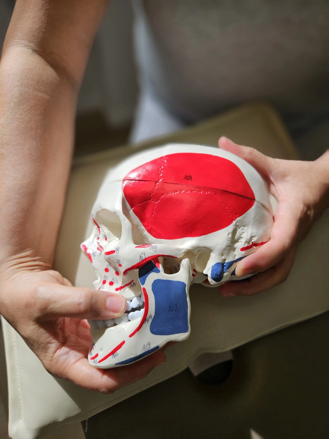 Physio & Soul – Physiotherapie-Coaching – eine Person hält ein Modell eines menschlichen Schädels, der eine knöcherne Struktur ist, die den Kopf eines Wirbeltiers bildet